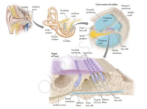 auditory vs acoustic|How We Hear: The Perception and Neural Coding of Sound.